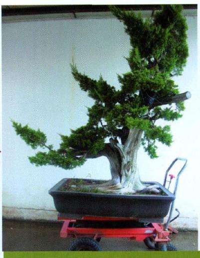 图解 山采柏树盆景怎么制作7个过程