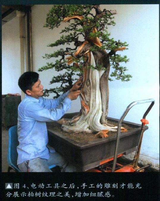 图解 山采柏树盆景怎么制作7个过程