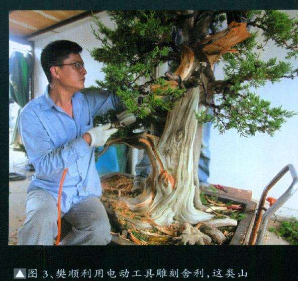 图解 山采柏树盆景怎么制作7个过程