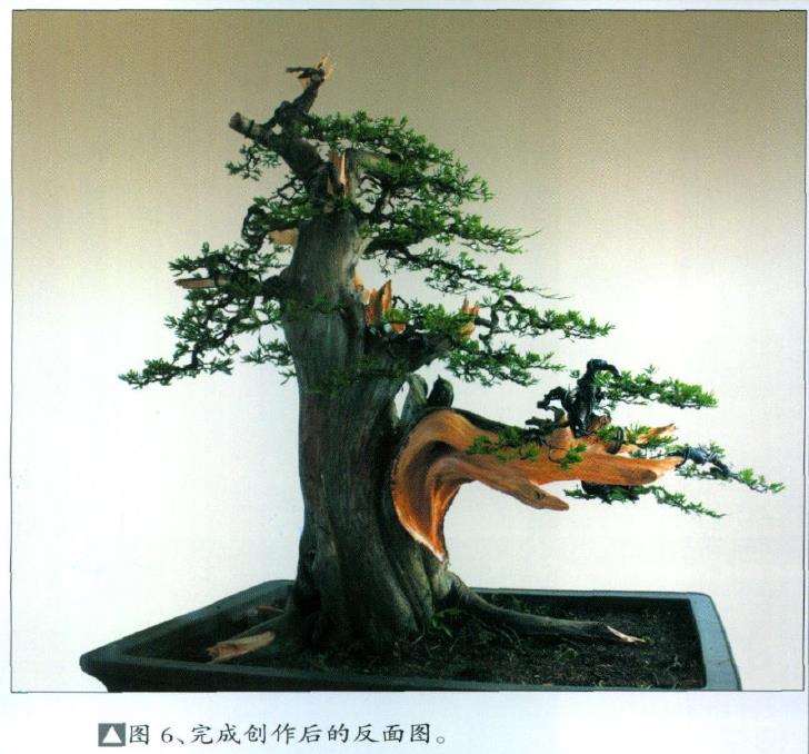 图解 山采柏树盆景怎么制作7个过程