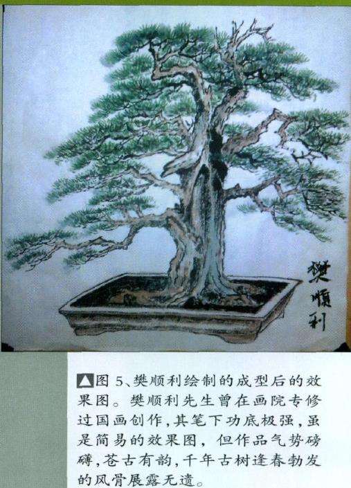 图解 山采柏树盆景怎么制作7个过程