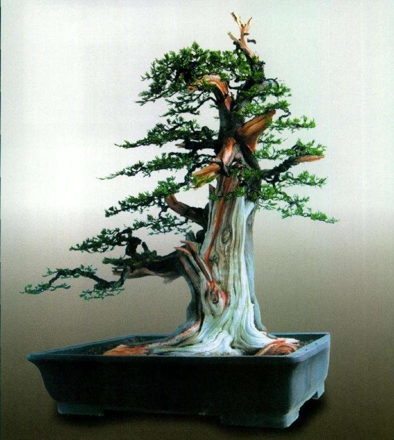 图解 山采柏树盆景怎么制作7个过程