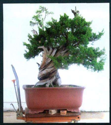 图解 台湾真柏盆景怎么制作10个过程