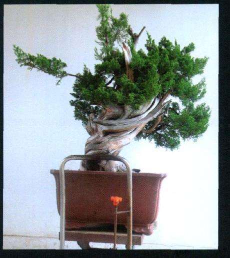 图解 台湾真柏盆景怎么制作10个过程