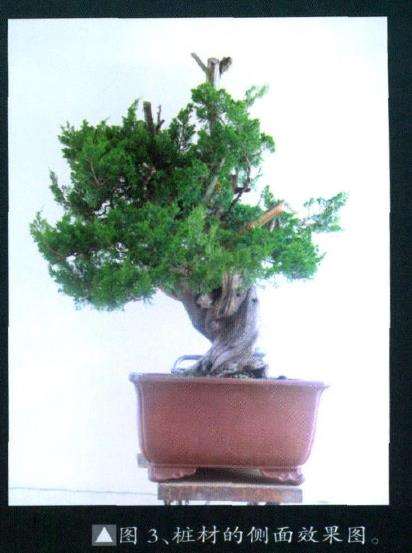 图解 台湾真柏盆景怎么制作10个过程
