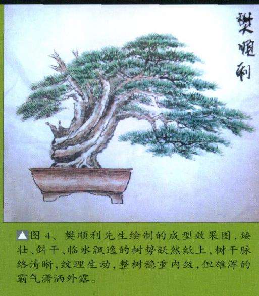 图解 台湾真柏盆景怎么制作10个过程