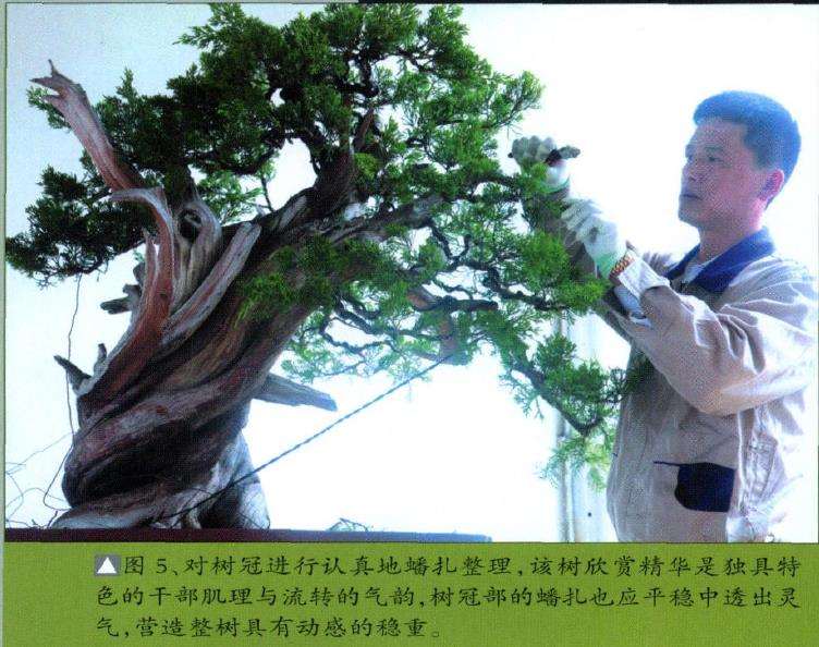 图解 台湾真柏盆景怎么制作10个过程