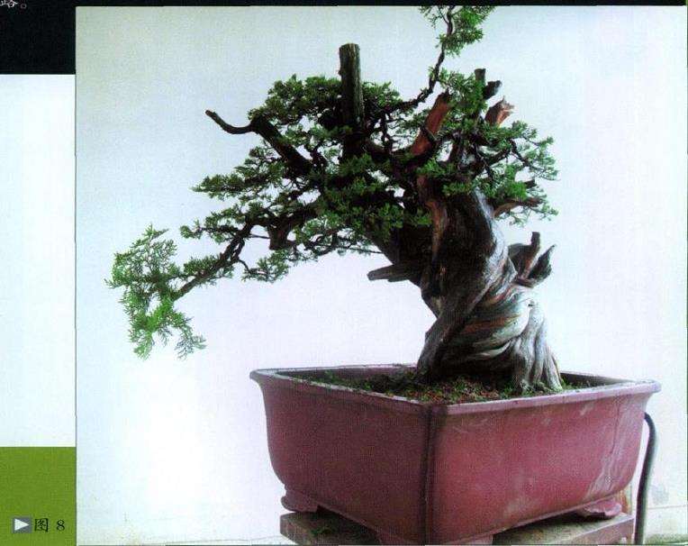 图解 台湾真柏盆景怎么制作10个过程
