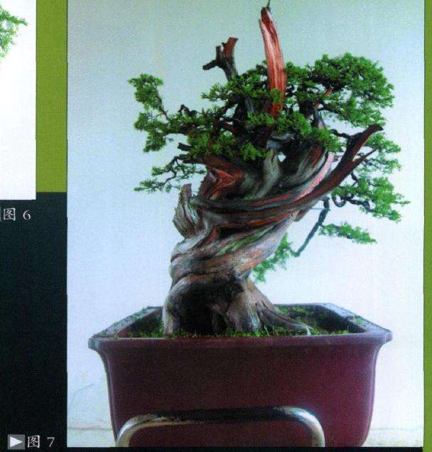 图解 台湾真柏盆景怎么制作10个过程
