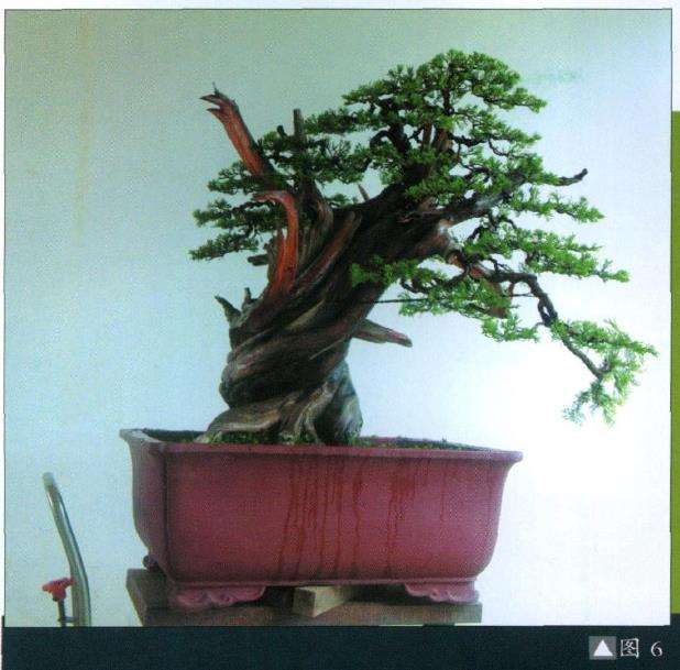 图解 台湾真柏盆景怎么制作10个过程