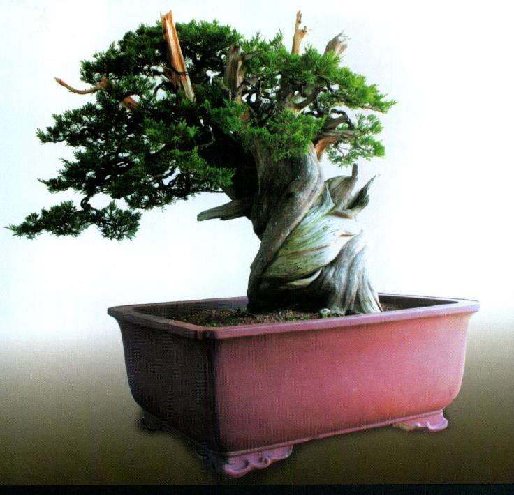 图解 台湾真柏盆景怎么制作10个过程