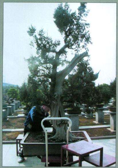 图解 刺柏盆景怎么制作的10个过程