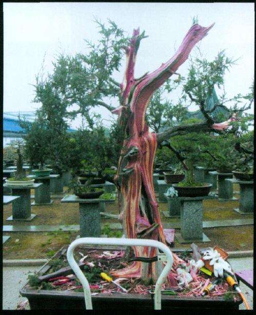 图解 刺柏盆景怎么制作的10个过程