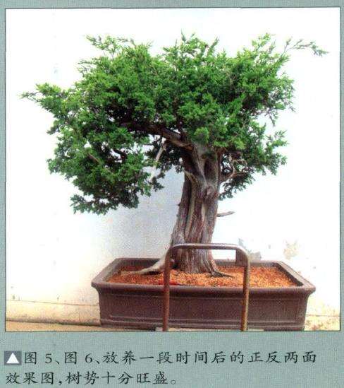 图解 刺柏盆景怎么制作的10个过程
