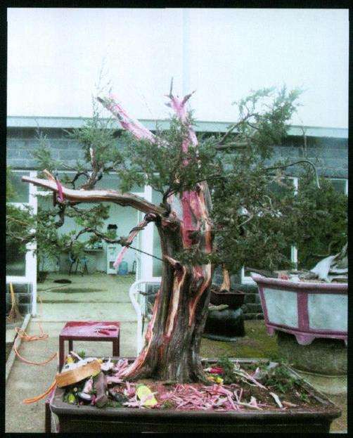 图解 刺柏盆景怎么制作的10个过程