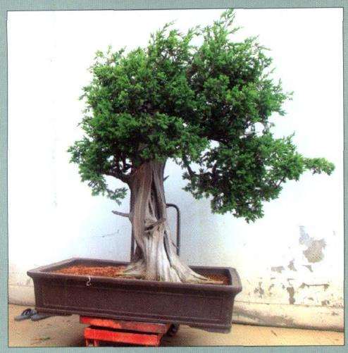 图解 刺柏盆景怎么制作的10个过程