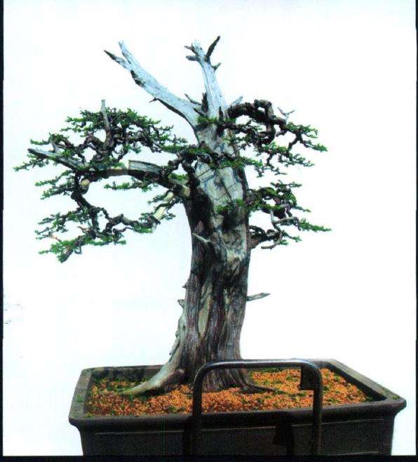 图解 刺柏盆景怎么制作的10个过程