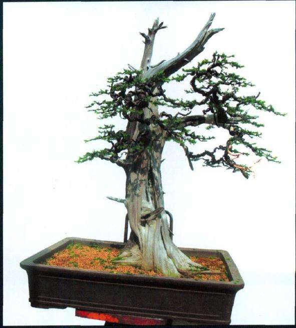 图解 刺柏盆景怎么制作的10个过程