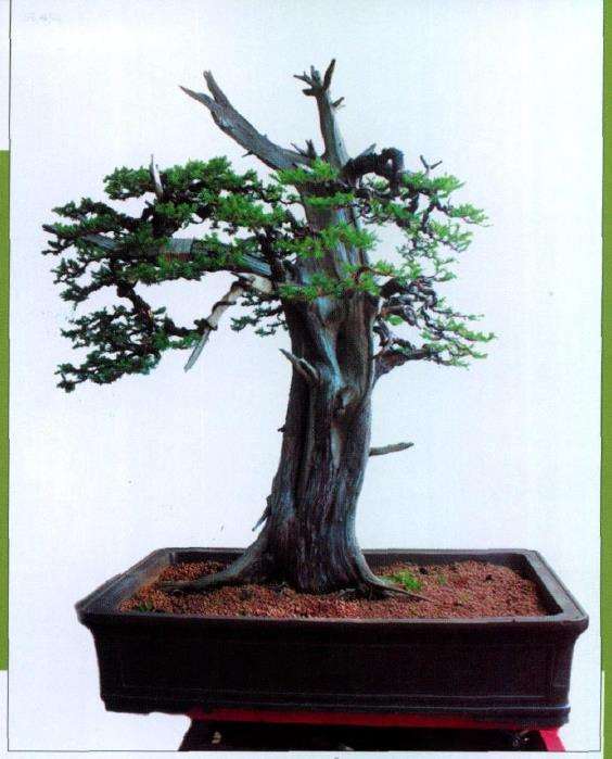 图解 刺柏盆景怎么制作的10个过程