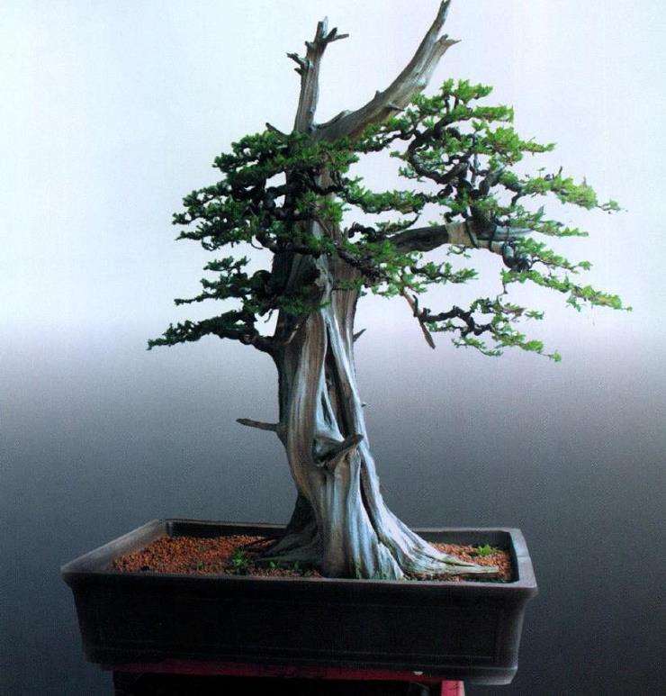 图解 刺柏盆景怎么制作的10个过程