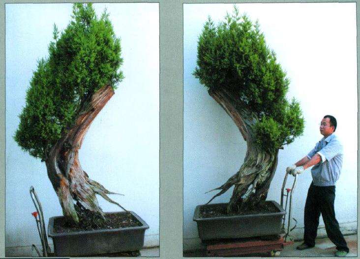 图解 刺柏盆景怎么舍利雕刻的11个步骤