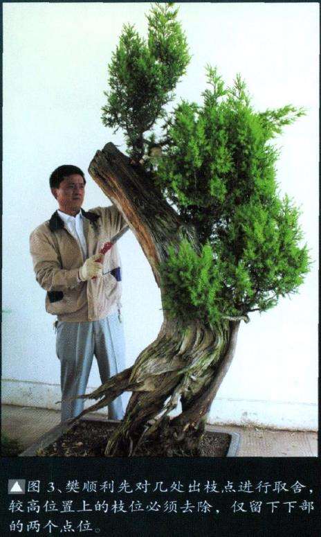 图解 刺柏盆景怎么舍利雕刻的11个步骤