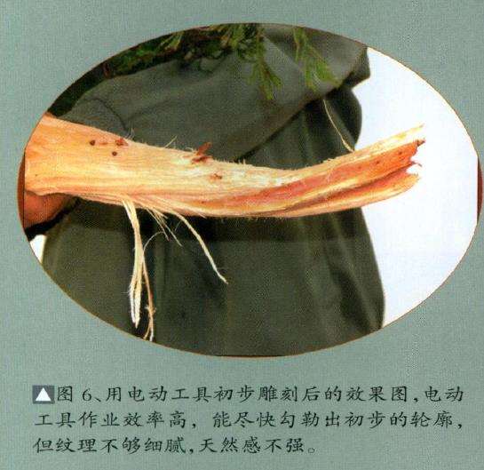 图解 刺柏盆景怎么舍利雕刻的11个步骤