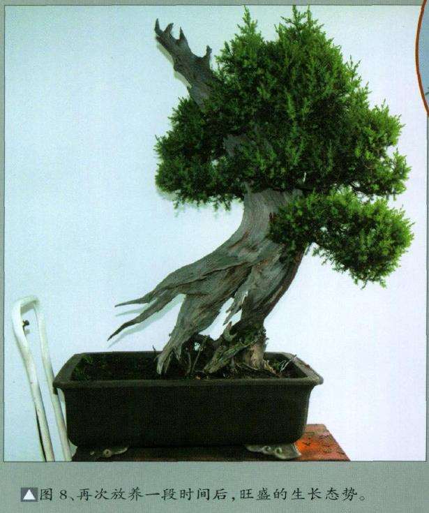 图解 刺柏盆景怎么舍利雕刻的11个步骤