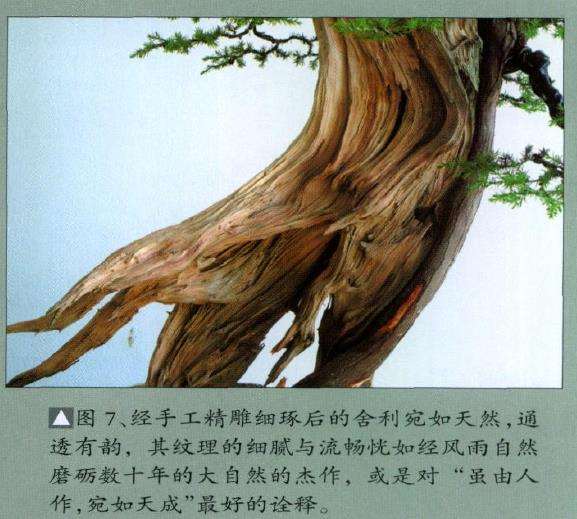 图解 刺柏盆景怎么舍利雕刻的11个步骤