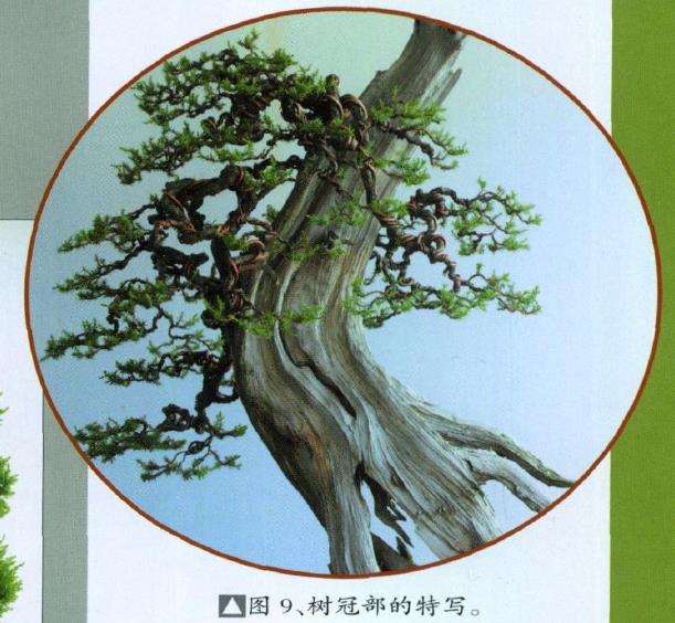 图解 刺柏盆景怎么舍利雕刻的11个步骤