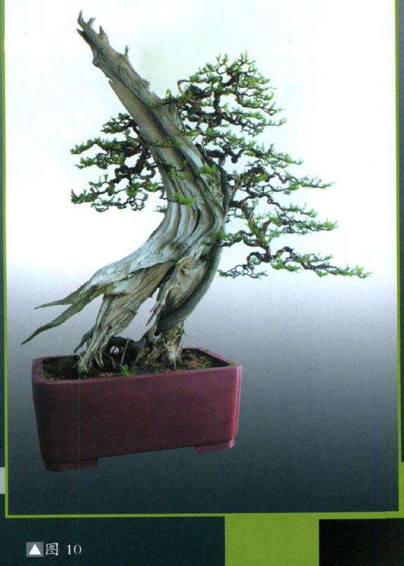 图解 刺柏盆景怎么舍利雕刻的11个步骤