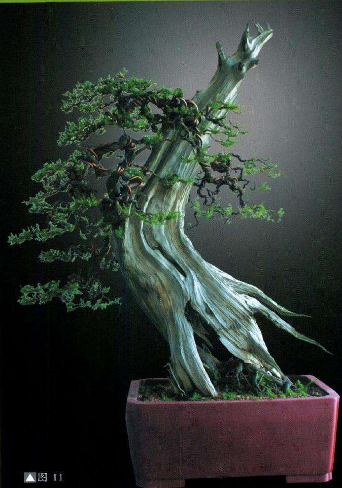 图解 刺柏盆景怎么舍利雕刻的11个步骤