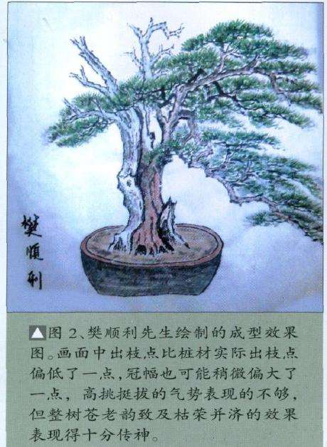 图解 侧柏盆景怎么主干曲线的10个步骤