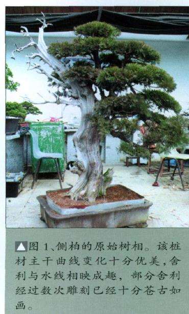 图解 侧柏盆景怎么主干曲线的10个步骤