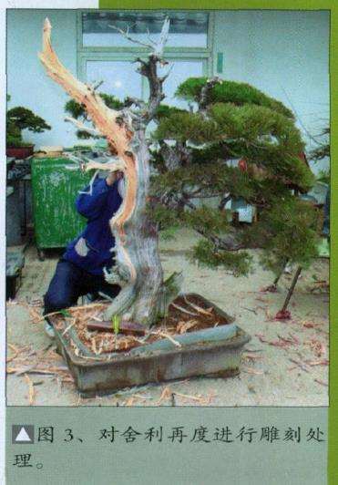 图解 侧柏盆景怎么主干曲线的10个步骤