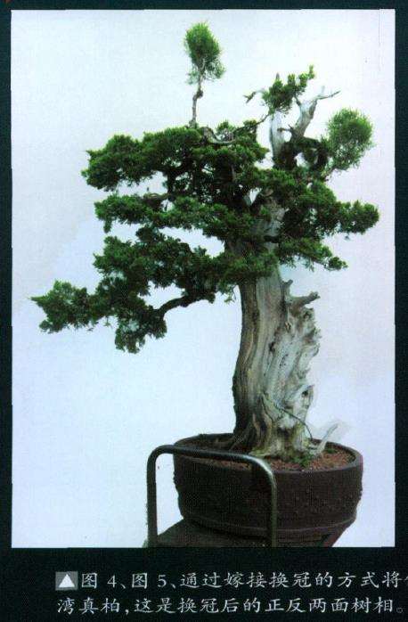 图解 侧柏盆景怎么主干曲线的10个步骤
