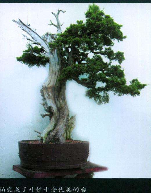 图解 侧柏盆景怎么主干曲线的10个步骤