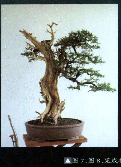 图解 侧柏盆景怎么主干曲线的10个步骤