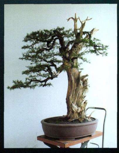 图解 侧柏盆景怎么主干曲线的10个步骤