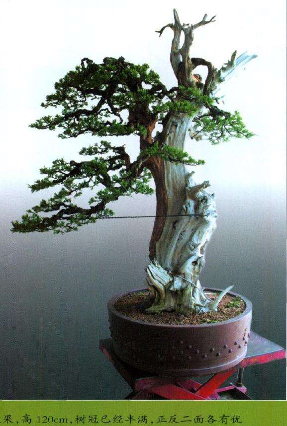 图解 侧柏盆景怎么主干曲线的10个步骤
