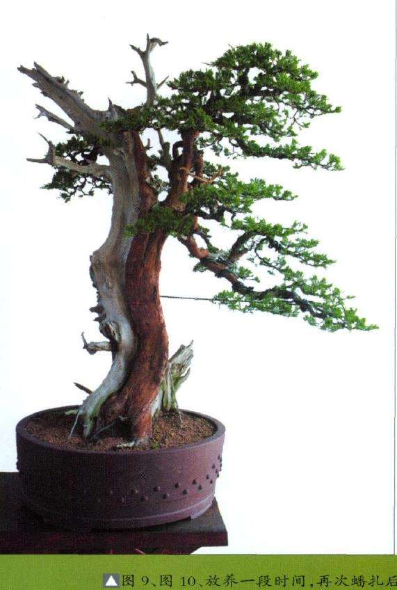 图解 侧柏盆景怎么主干曲线的10个步骤