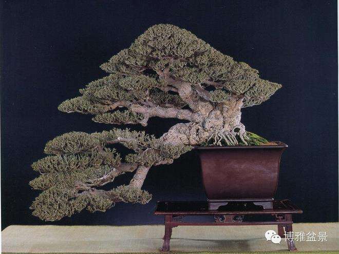 浅议盆景展览怎么评奖的4个方法