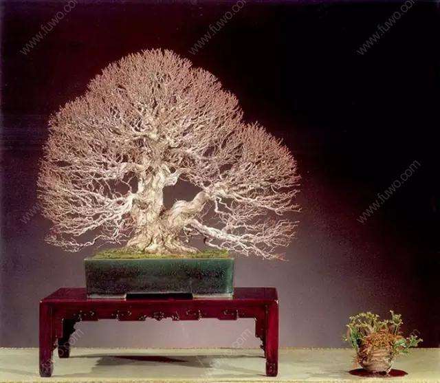浅议盆景展览怎么评奖的4个方法