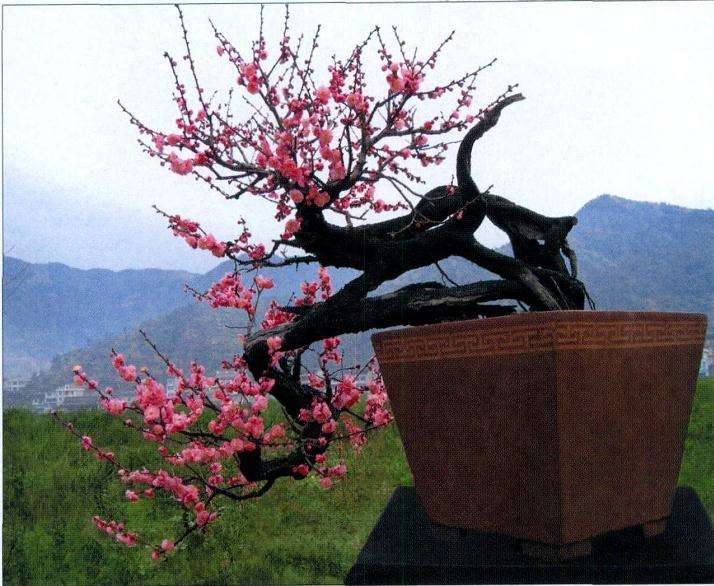 怎么制作梅花小盆景