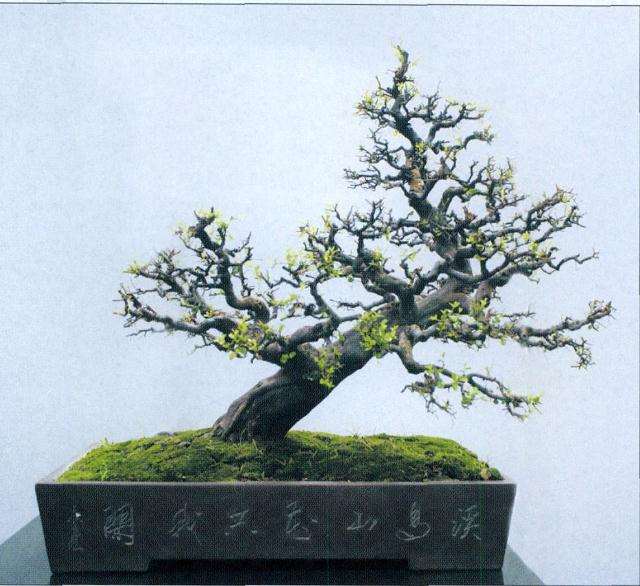 雀梅盆景怎么粗枝扦插