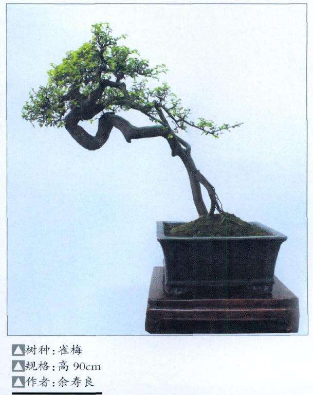 雀梅盆景怎么粗枝扦插