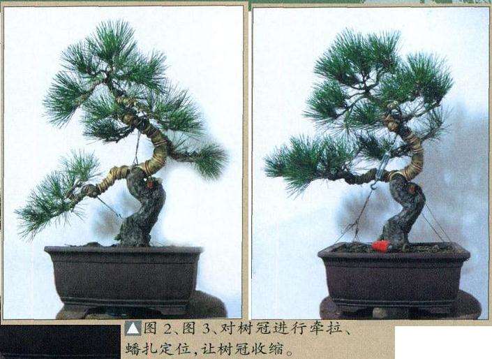 图解 小型黑松盆景怎么创作的14个步骤