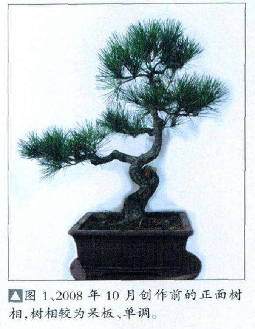 图解 小型黑松盆景怎么创作的14个步骤