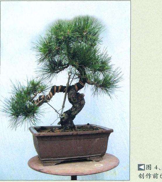 图解 小型黑松盆景怎么创作的14个步骤