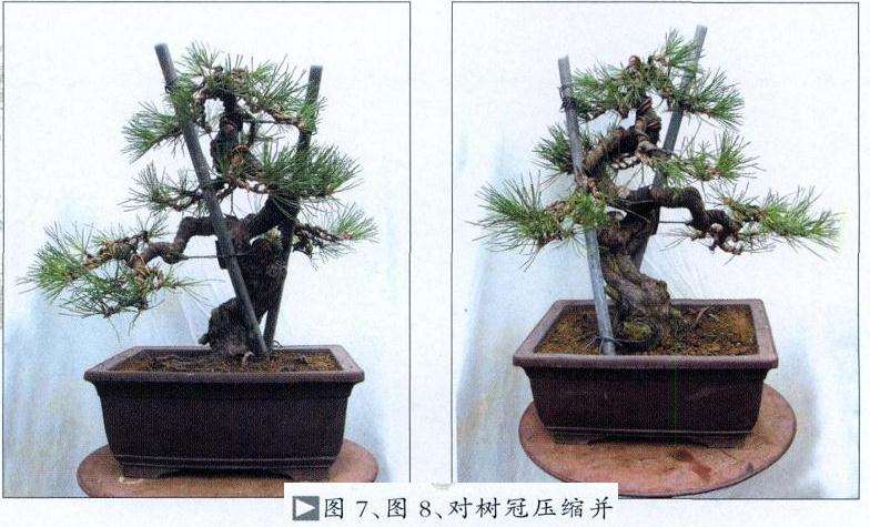 图解 小型黑松盆景怎么创作的14个步骤